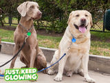 glow pet tags