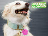 unique pet ID tags