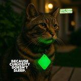 Tabby cat wearing glow-in-the-dark tag for nighttime visibility and playful peace of mind.