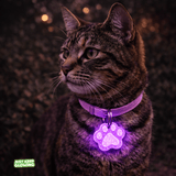 Glow in the dark cat tag glowing purple at night on collar, lightweight safety tag for cats and nighttime visibility
