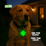 Yellow lab wearing rechargeable glow-in-the-dark tag for night visibility and peace of mind.