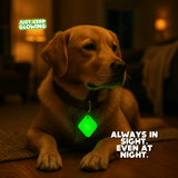 Glow-in-the-dark dog tag visible indoors at night, keeping pets easy to see in low light.
