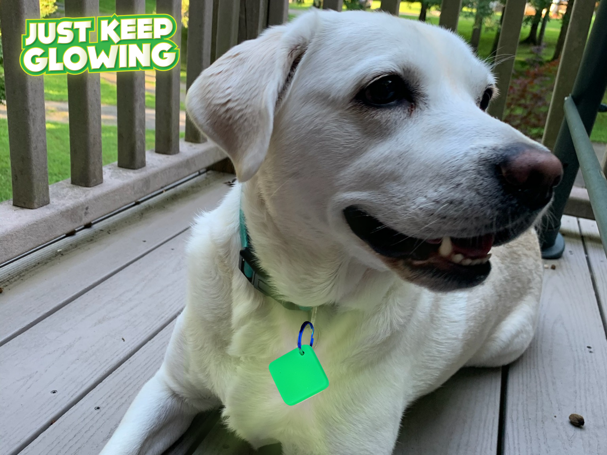 Glow stick on sale dog collar