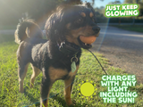 Unique Pet Tags